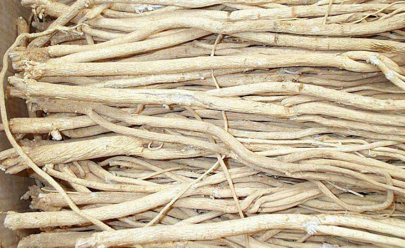 黄芪常见的病害及防治方法,黄芪病害