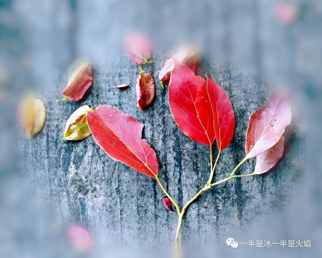 散文诗古诗词,散文诗深秋之韵