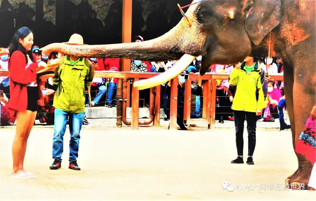 彩云之南版纳行,版纳之旅看大象