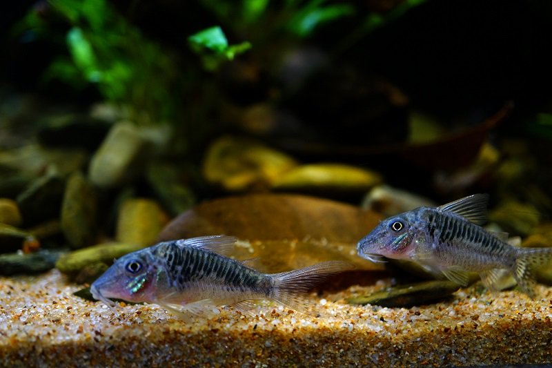 南美水族论坛推荐,南美水草造景论坛