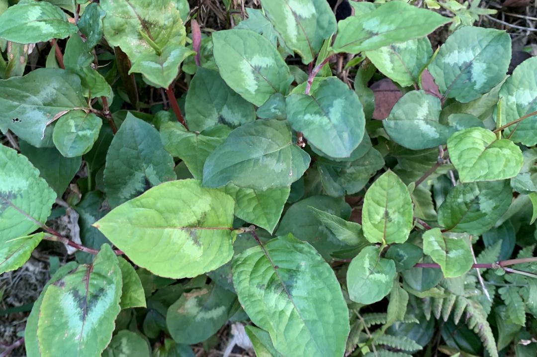 揭秘|这家中医院的“后花园”竟长着30多种野生中草药!