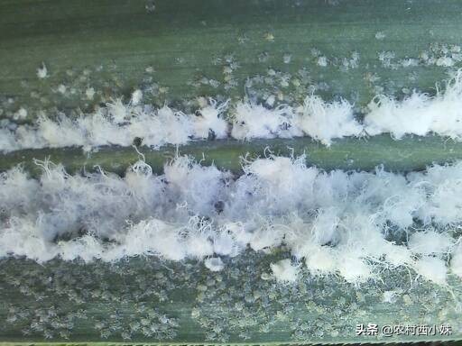 甘蔗蚜虫危害叶片症状图片,甘蔗常见病虫害的防治方法