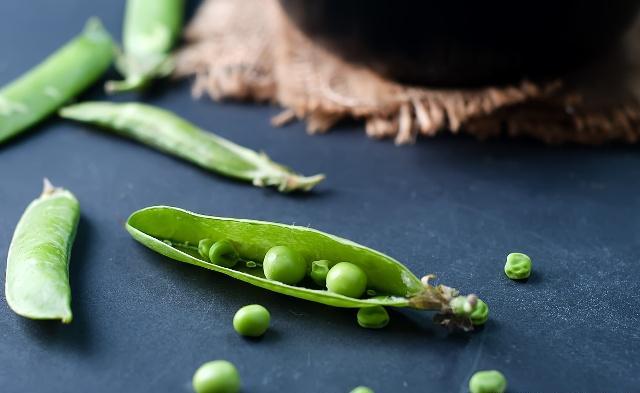 荷兰豆种植方法需要掐尖打叉吗,荷兰豆是怎样的