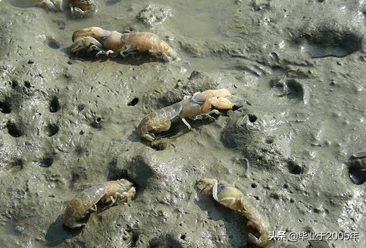 大连什么品种的虾好吃,大连哪里的虾最正宗