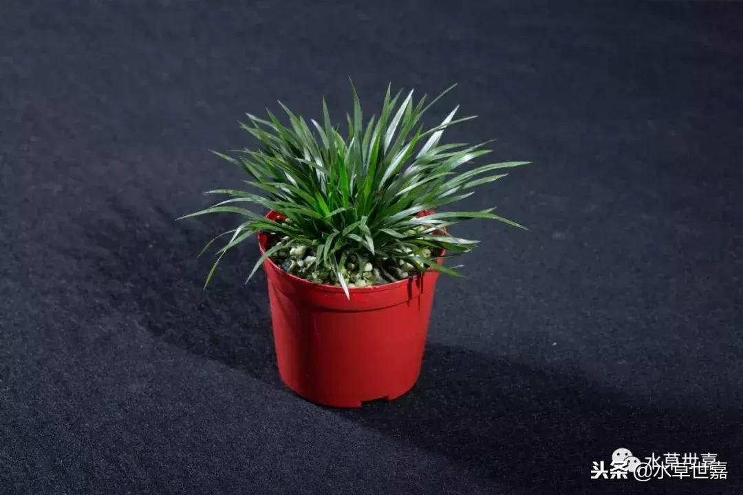 30cm水陆缸适合养什么,水陆缸植物前景中景后景搭配介绍