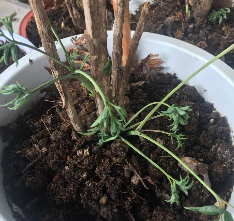 牡丹开花真好看,牡丹好看花不香