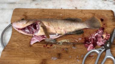 鳌鱼清蒸,鳌鱼清蒸做法窍门