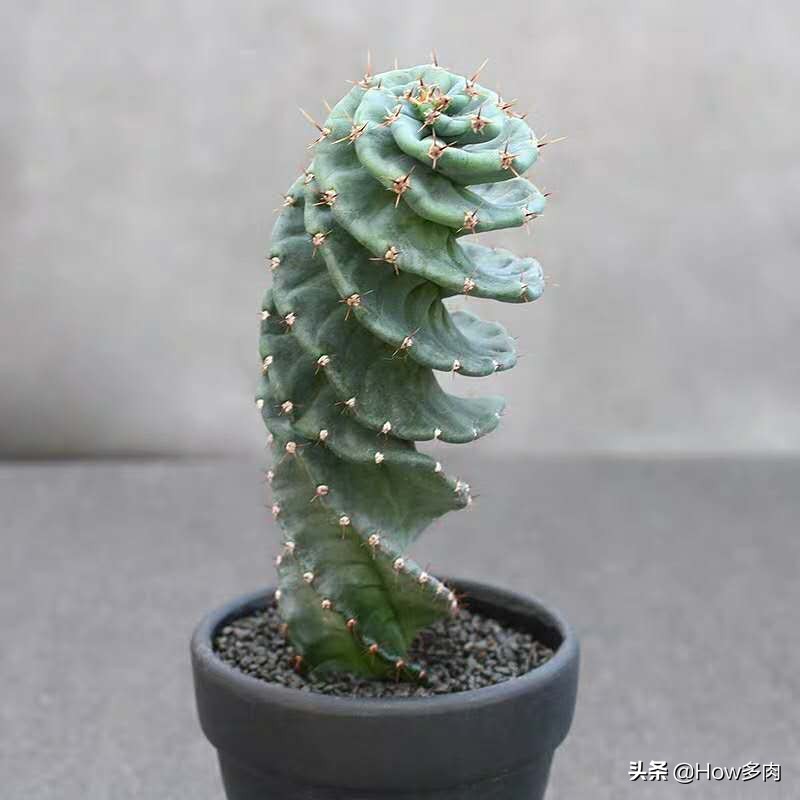 球状螺旋多肉植物,螺旋天伦柱多肉植物图片