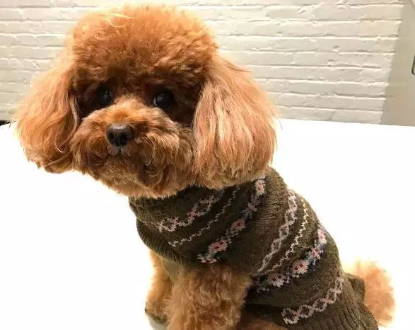 泰迪可以吃橄榄油吗,泰迪能吃鱼肝油吗