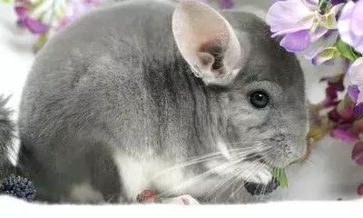 龙猫基因原理,龙猫的血统