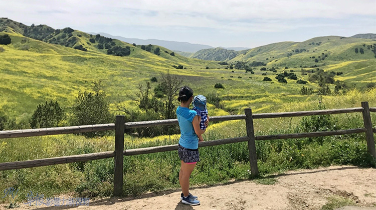 加州野花,加州野花的视频