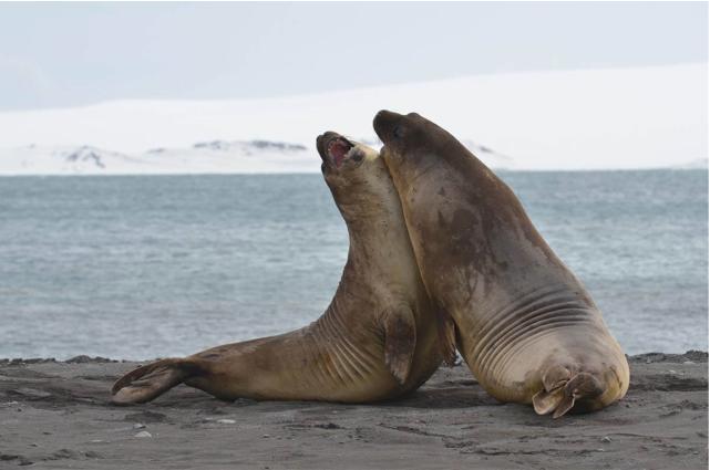 看起来很萌,实则凶悍无比的海豹,不护食却爱“分享”