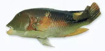 目前最顶级的海鲜鱼,世界上最顶级的海产鱼类