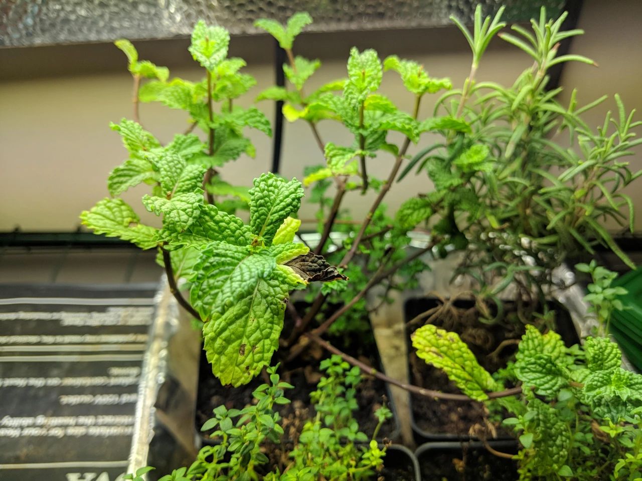 薄荷盆栽枯萎了一个星期怎么解决,薄荷黄叶枯萎怎么挽救