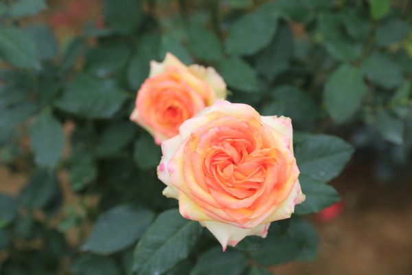 森林花海亲子游攻略,森林公园亲子游推荐