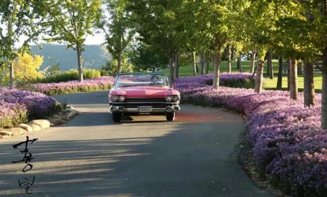 “捞女”《喜宝》未能翻盘,改编脱离了亦舒的小说精髓,爱不纯粹