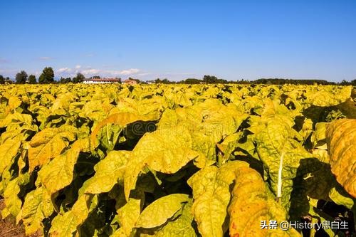 吸烟史翻译,吸烟史超过20年