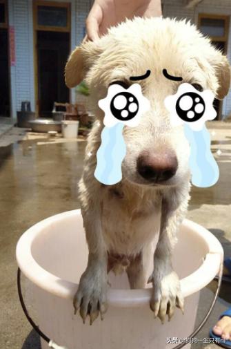 狗狗呕吐拉肚子是怎么回事,狗狗拉肚子和呕吐要禁食几天