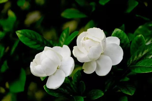 养花如何不把花养死,养花老是养死