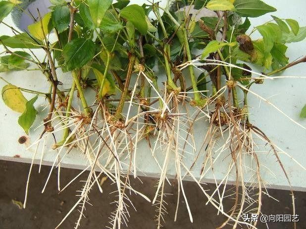 有根的植物可用生根剂吗,想要植物长得快