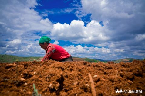 香甜的雪莲果,好吃的雪莲果哪里找