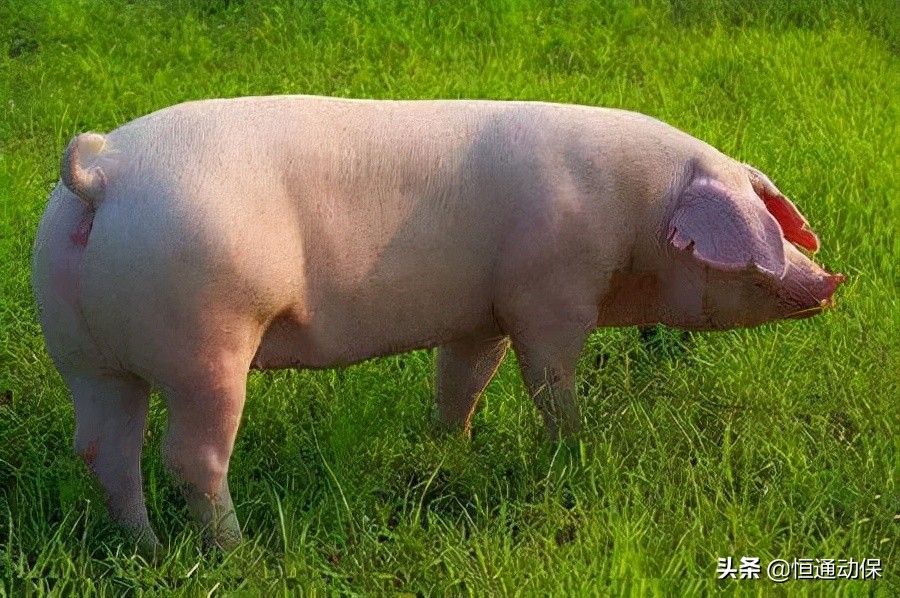 母猪生殖障碍性疾病有哪些,母猪发育障碍的表现