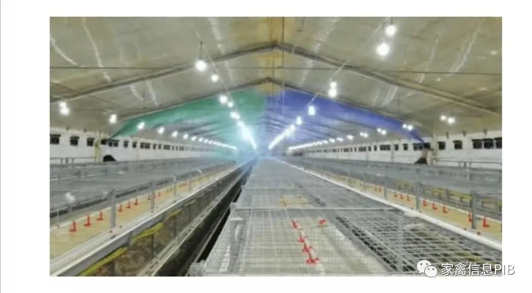 天气热如何给鸡场简单降温,天气预冷养鸡怎么处理