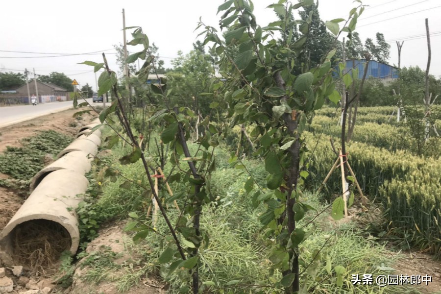 榆叶梅为什么经常干枝死掉,榆叶梅蔫了怎么救