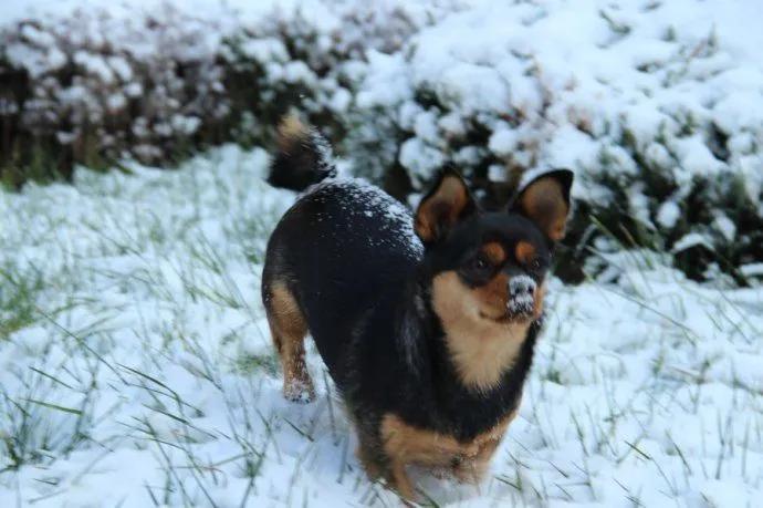 腊月已至,大寒见三白猪狗不吃黑