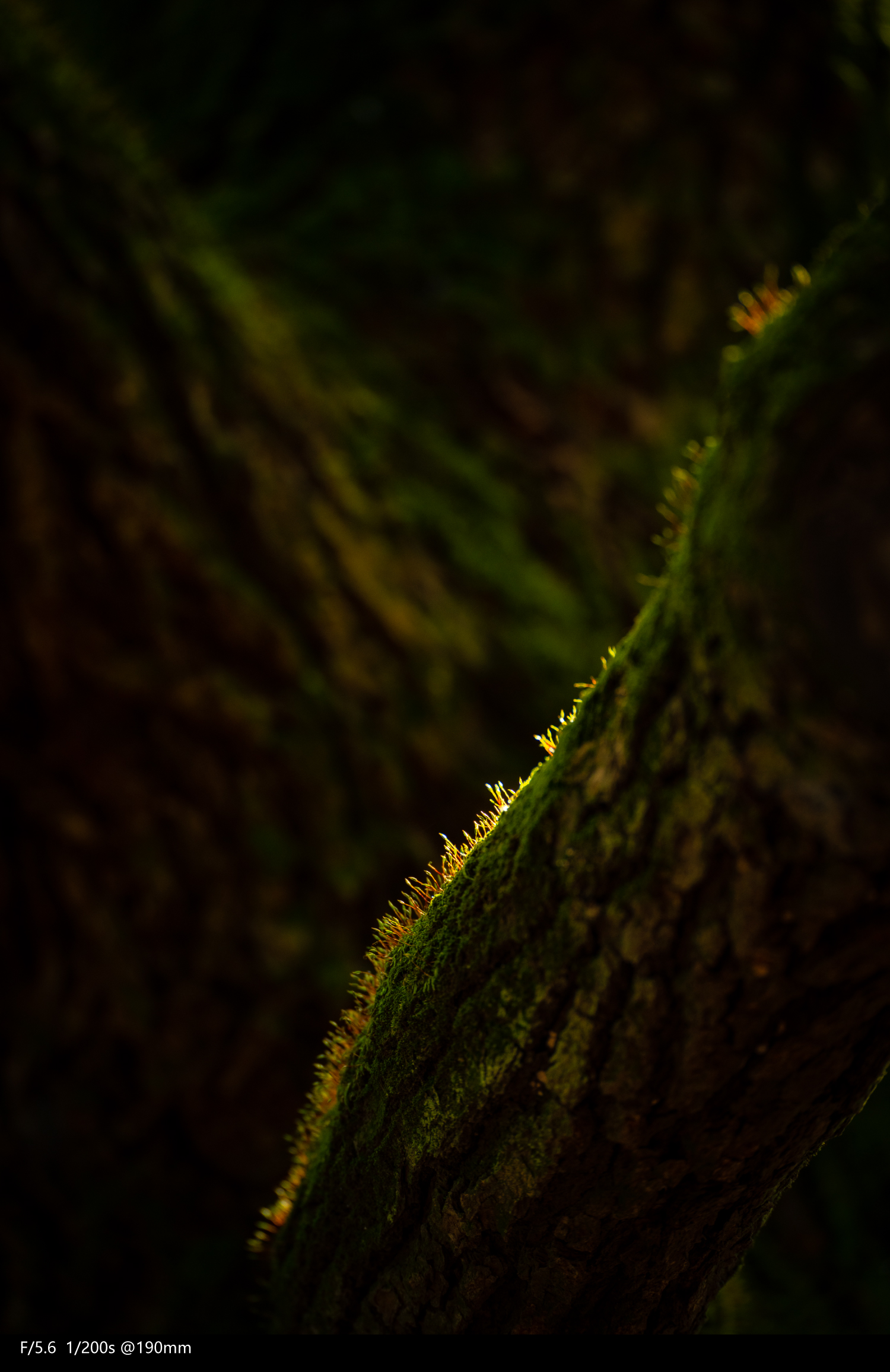 全画幅腾龙70-300,腾龙70-300e卡口