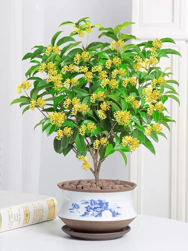 4种花适合秋天养漂亮又好养,庭院养花就养3种花开花多