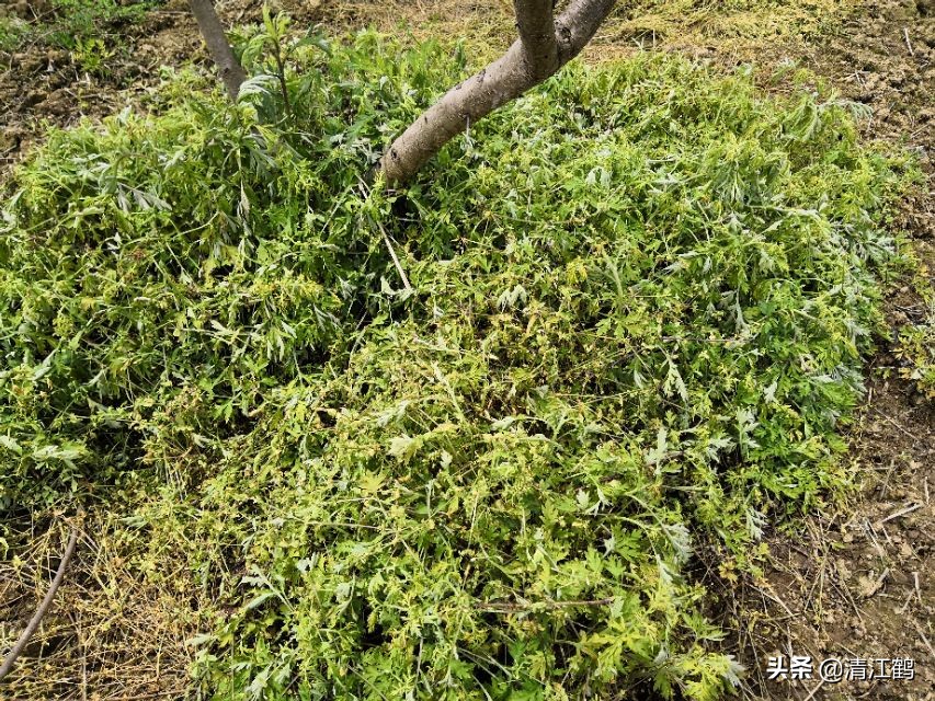 黄桃树缩叶怎么回事,黄桃树叶子萎缩