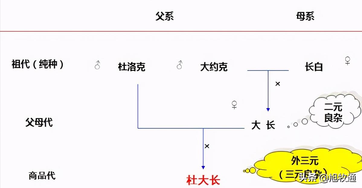 养了这么多年的猪一直亏本,养了20多年的猪后来怎样了