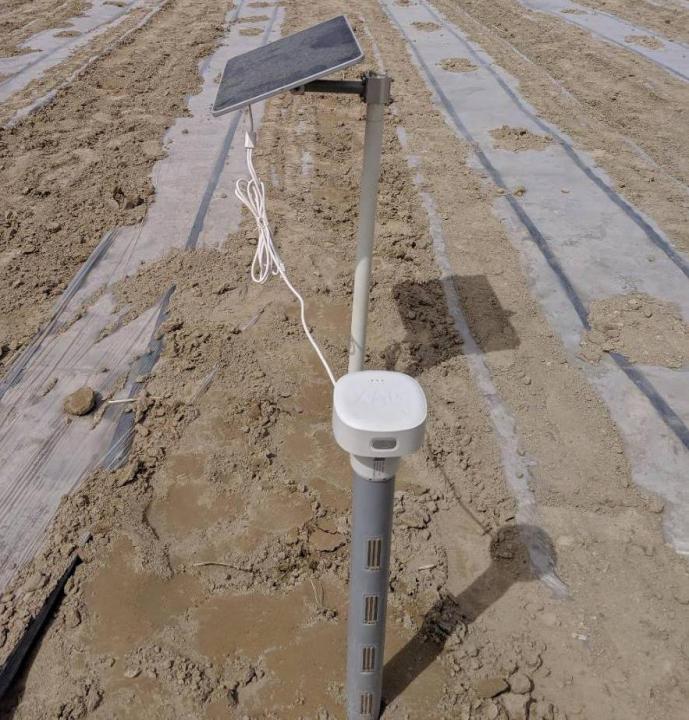 棉田里的边缘战事