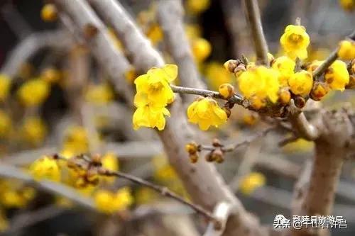 2024年鄢陵腊梅梅花文化节地址,第二年鄢陵花博园腊梅展