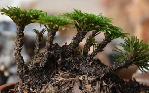 农村小野草“九死还魂”,缺水成枯草,遇水就复活,如今成高档货