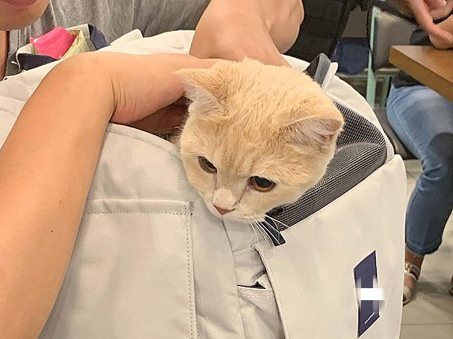 橘猫陪着主人,橘猫留学