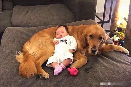 主人收拾两只犯错的狗,主人犯错金毛开启护娃模式