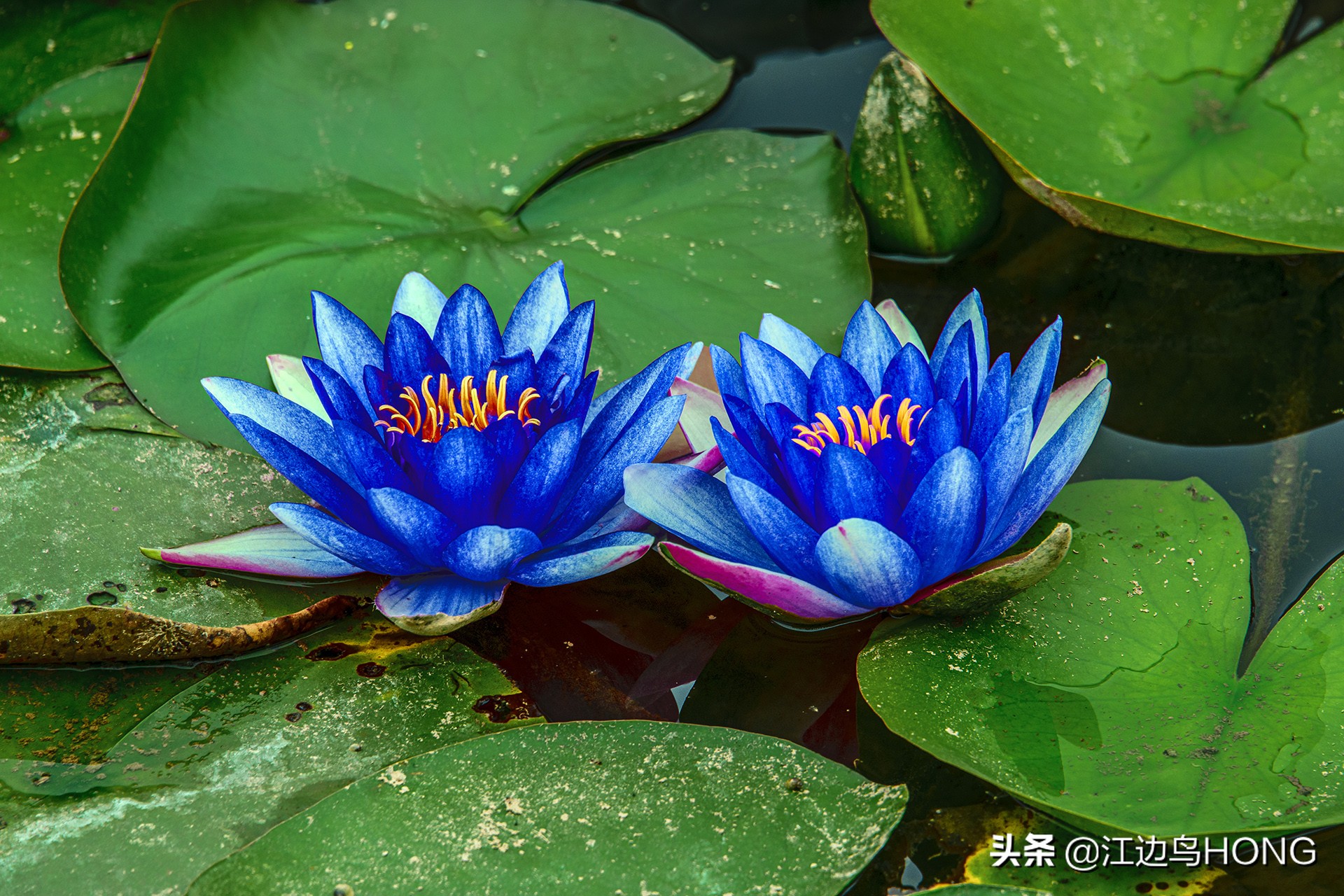 蓝莲花有第二季吗,蓝莲花怎么没有完整版