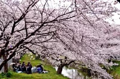 日本花粉症对策 (如何有效预防日本花粉症)