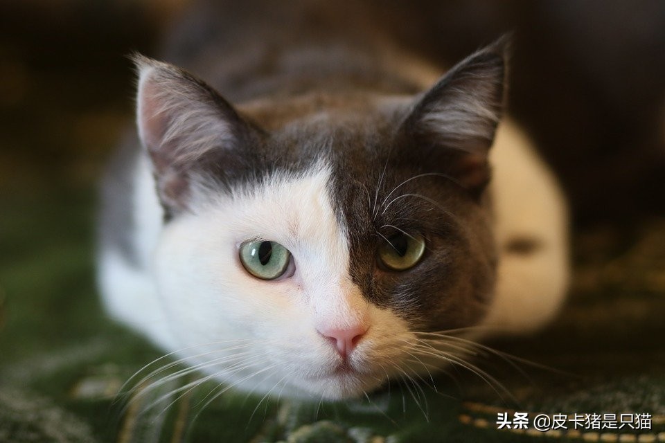 猫咪做完骨折手术应该注意什么,猫咪骨折的地方