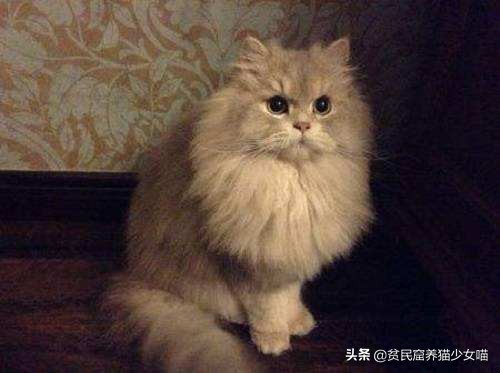 最受欢迎的猫咪品种排行榜,十大最受欢迎的猫咪品种