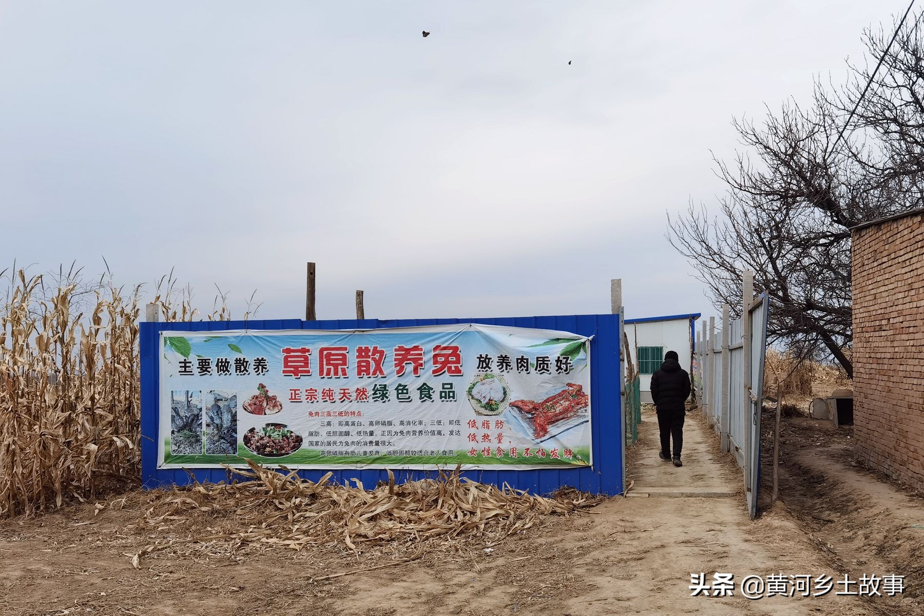 打工不如自己干,山西农民娃在野地养“野兔”,年赚10万元