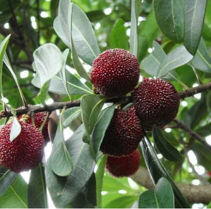 杨梅什么时候播种比较好,杨梅种子播种方法好学吗