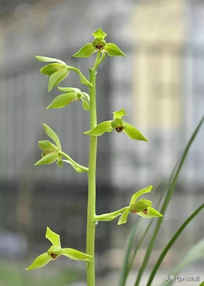 兰花生长习性图片,兰花的生长习性和简介