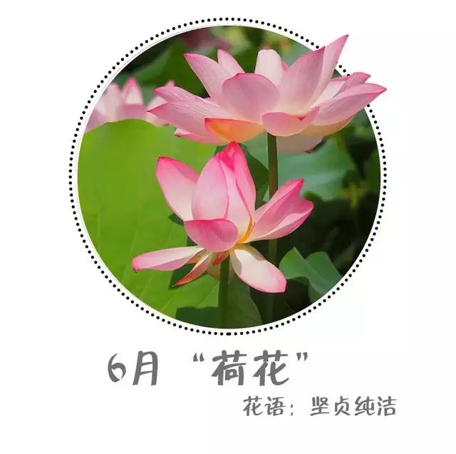 魔都赏花旅游攻略,魔都春季赏花好地方