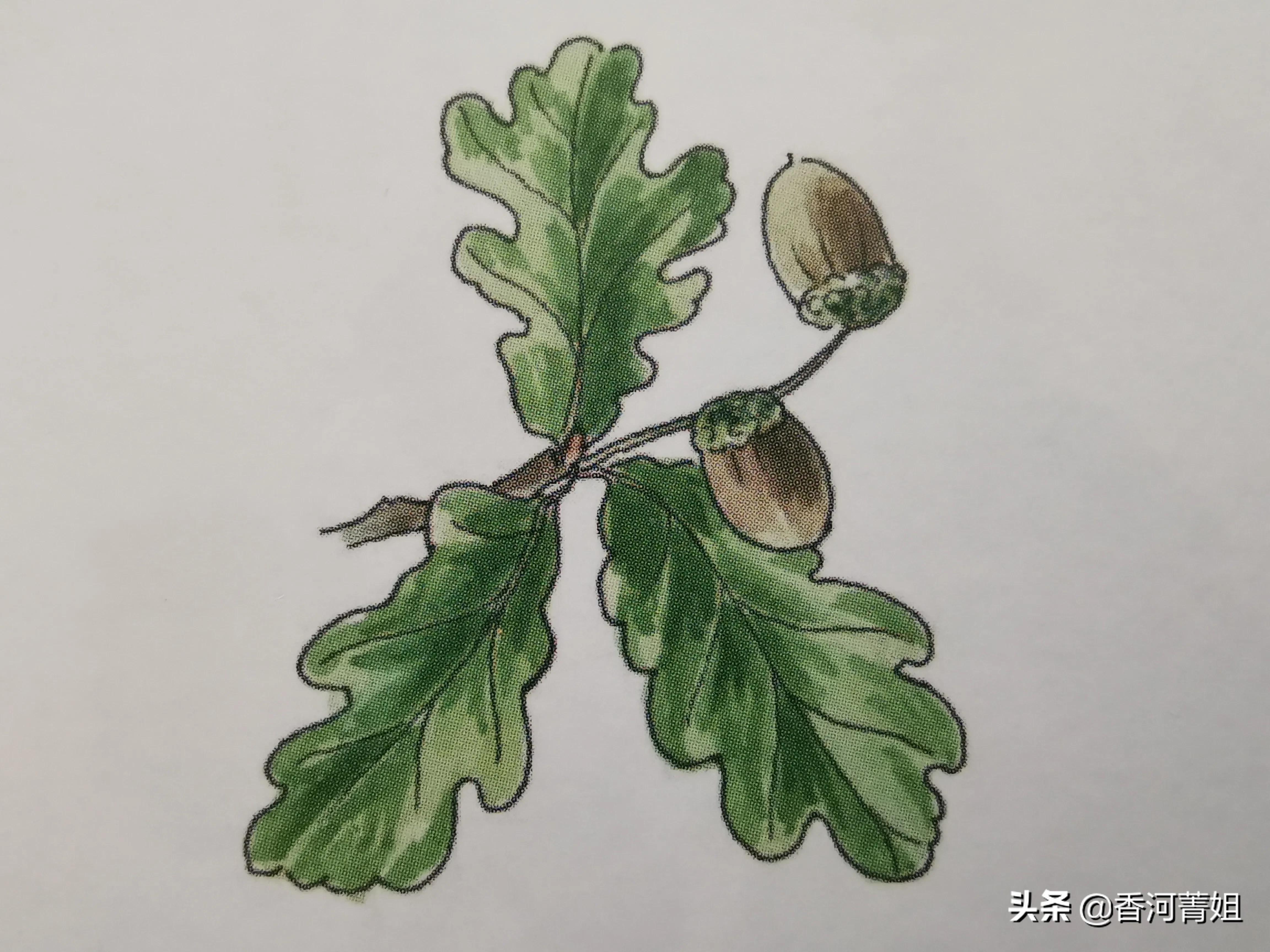 欧洲橡木俄罗斯橡木,欧洲橡木椅