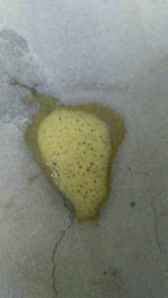 狗狗频繁吃草呕吐是什么原因,狗狗呕吐不吃东西是什么原因