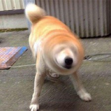 为什么狗老是摇头抓耳,狗子不正常摇头是什么原因