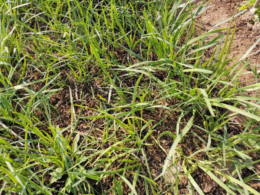 当韭菜邂逅黄豆芽,就变成了“黄鸟钻翠林”,居然是一道家常菜